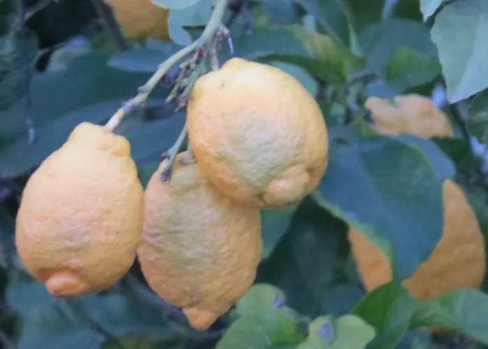 Monte Madalena Adega