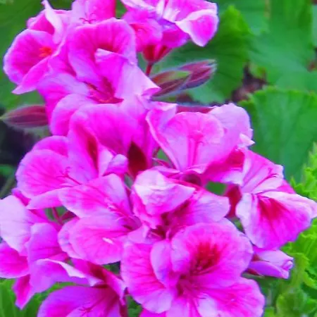 Monte Madalena Dom wakacyjny Adega