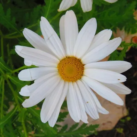 Holiday home Monte Madalena