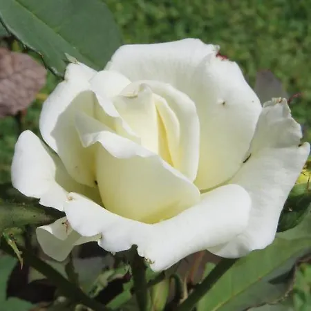 Monte Madalena Adega