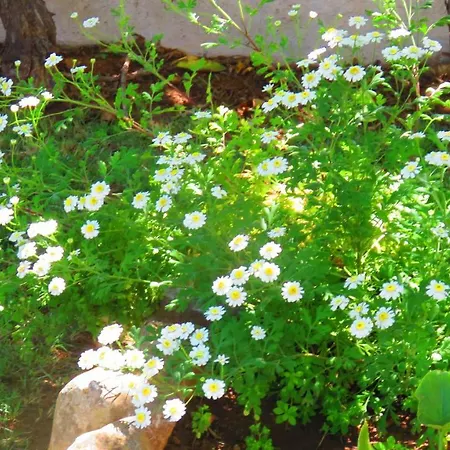 Holiday home Monte Madalena *